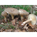 Мицелий Млечника темно-бурого / Млечник буроватый (Lactarius fuliginosus)